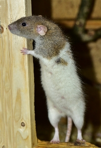 Sweet mouse cute standing Photo