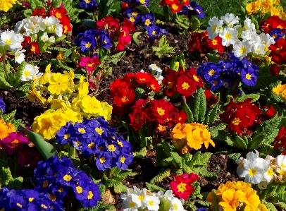 Landscape nature blossom plant Photo