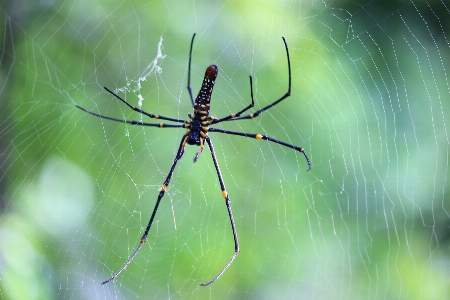 Nature web green fauna Photo