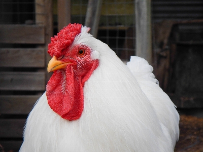 Foto Alam burung sayap putih