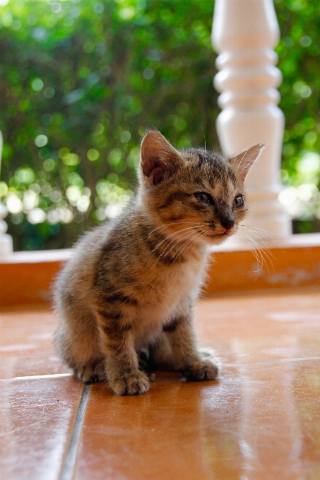 Doce animal bonitinho bicho de estimação