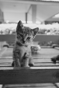 Foto Bianco e nero
 dolce animale