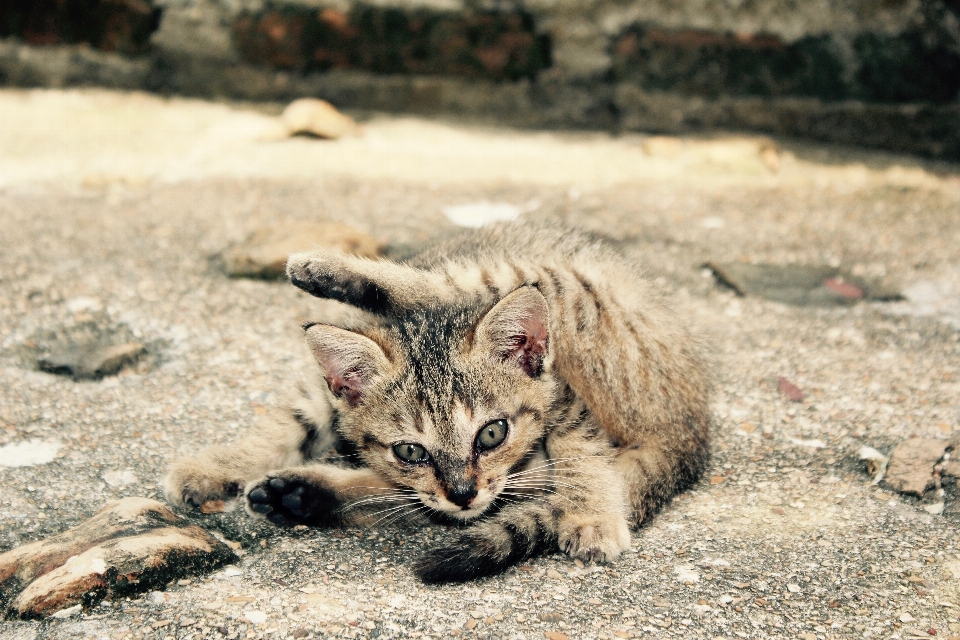 甘い 動物 かわいい 野生動物