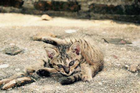 Tatlı hayvan sevimli yaban hayatı Fotoğraf