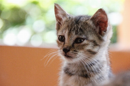 Tatlı hayvan sevimli evcil Fotoğraf