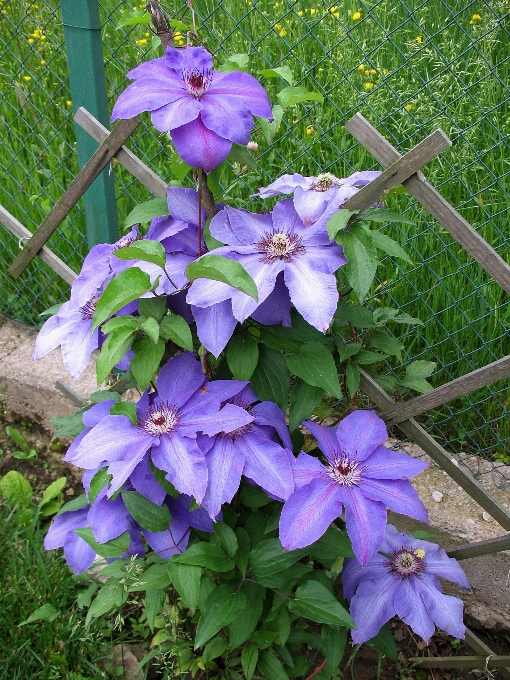 Plantar flor roxo botânica
