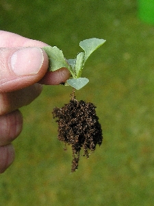 Foto Pohon rumput pertumbuhan tanaman