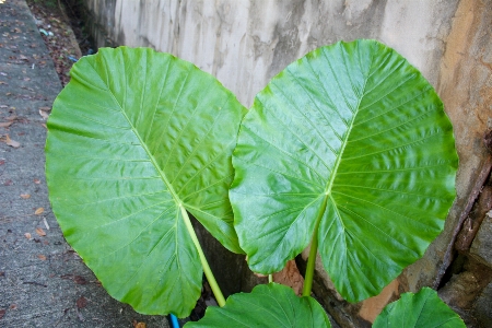 Foto Planta palmera hoja flor