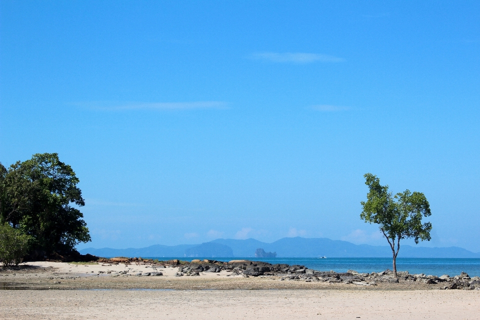 Praia mar costa árvore