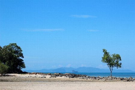 ビーチ 海 海岸 木 写真