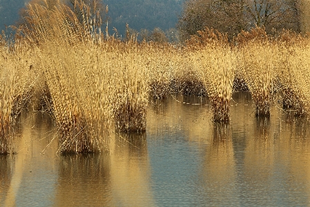 Landscape tree water nature Photo