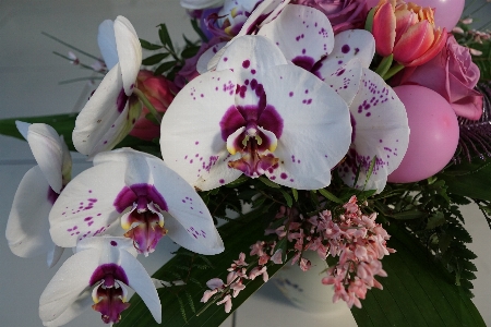 Blossom plant white flower Photo