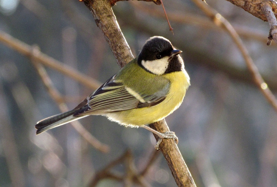 Rama pájaro fauna silvestre pico