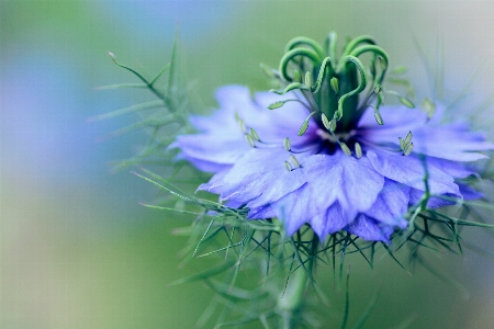 Blossom plant photography flower Photo