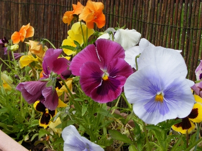 自然 花 植物 葉 写真