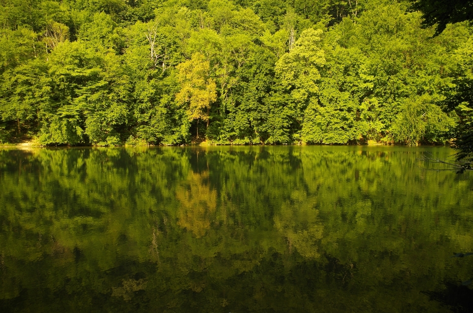 Paysage arbre eau nature