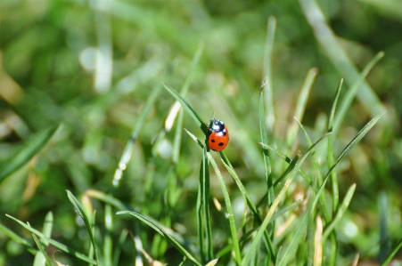 Foto Naturaleza césped planta fotografía