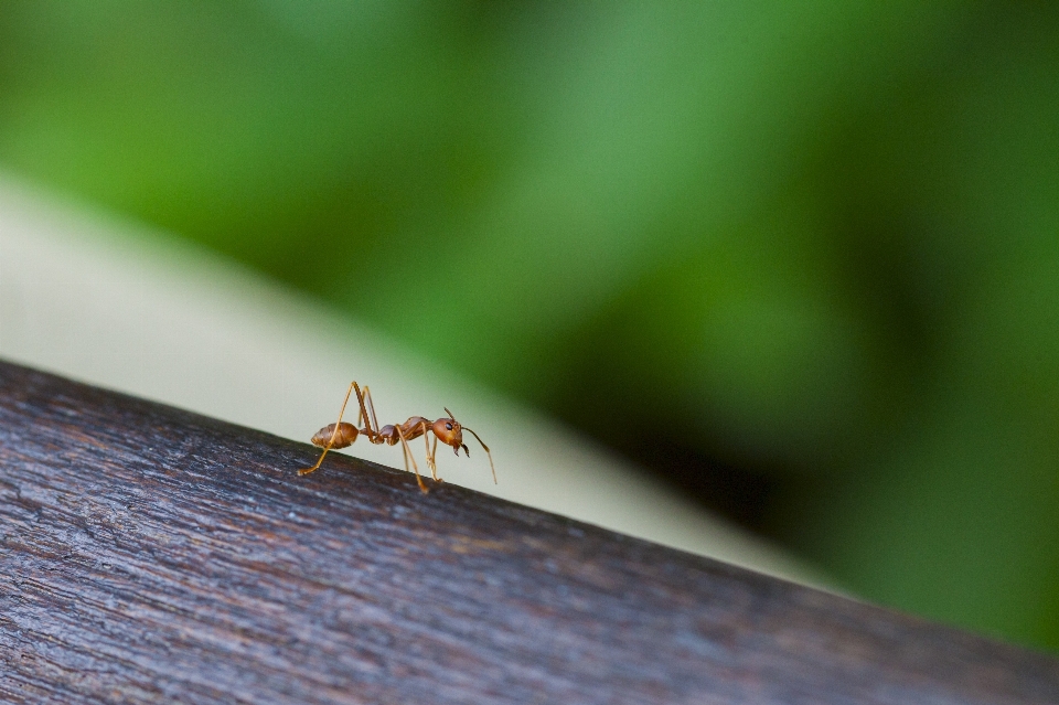 Alam fotografi daun hijau