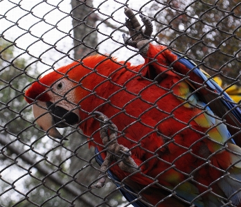 Foto Uccello net curitiba
 lungomare
