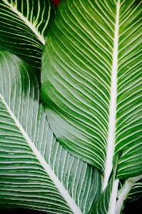 木 自然 草 ブランチ 写真