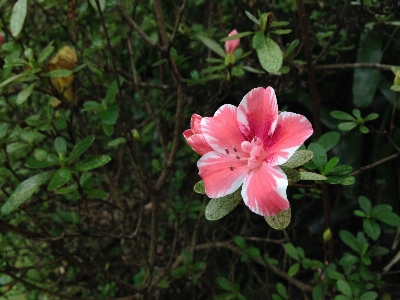 Blossom plant leaf flower Photo