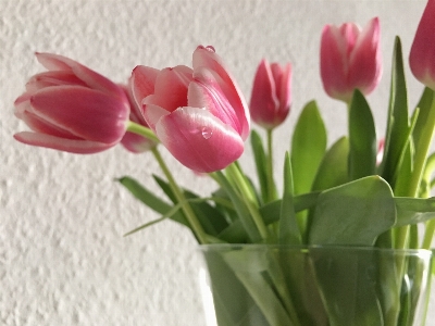 Plant flower petal bloom Photo