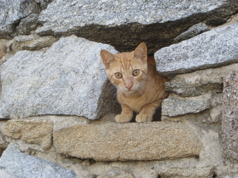 La photographie animal de compagnie chaton chat