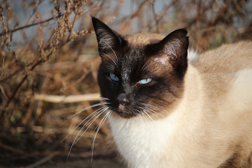 Kedi memeli fauna siyam
