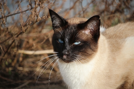 Cat mammal fauna siam Photo