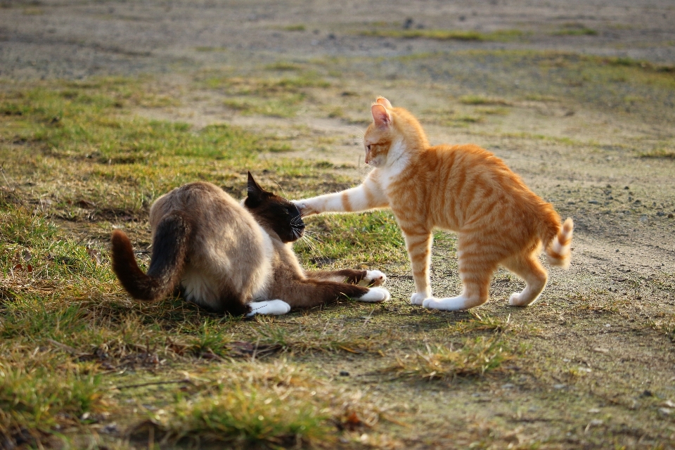 玩 小猫 猫 哺乳动物