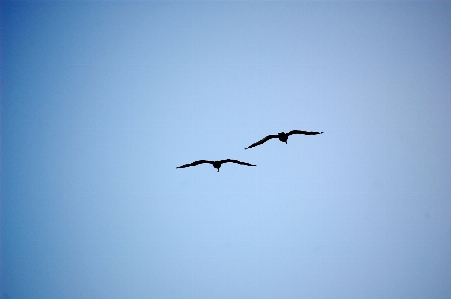 Foto Alam bayangan hitam burung sayap