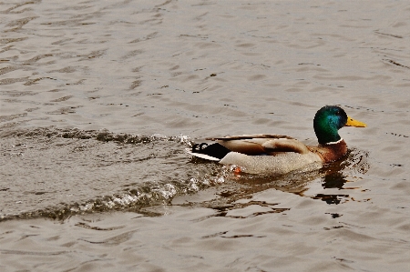 海 水 砂 鳥 写真