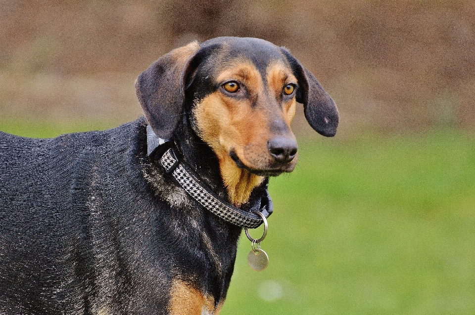 çayır
 oynamak köpek memeli