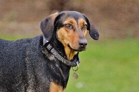 Meadow play dog mammal Photo