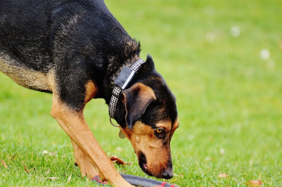 Prairie
 jouer chiot chien