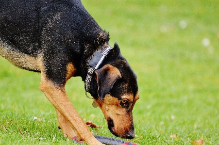 Meadow play puppy dog Photo