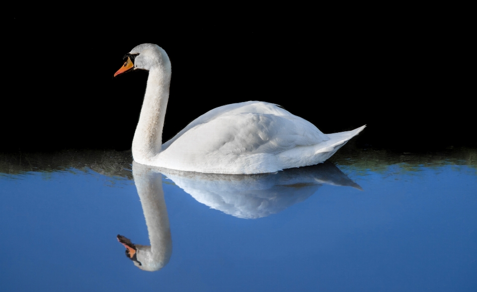 Acqua natura uccello ala