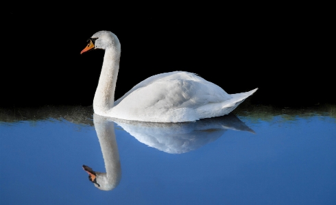 Foto água natureza pássaro asa