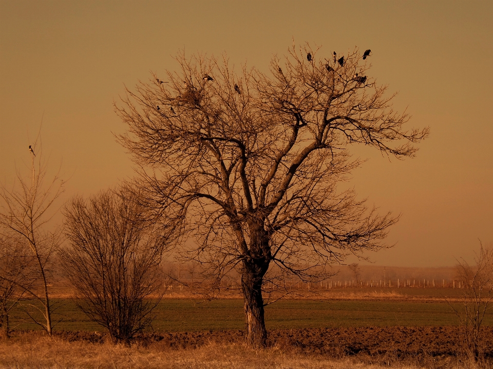 Landscape tree nature grass