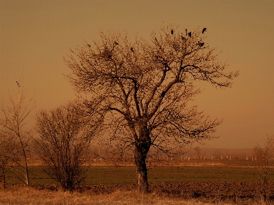 Zdjęcie Krajobraz drzewo natura trawa