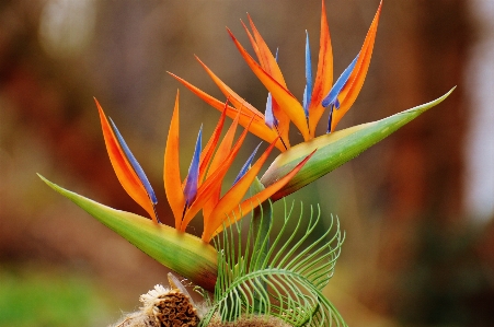 Tree nature branch blossom Photo