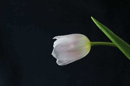 Foto Tanaman fotografi daun bunga