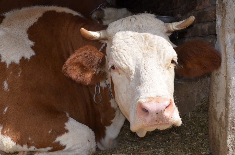 White meadow countryside animal