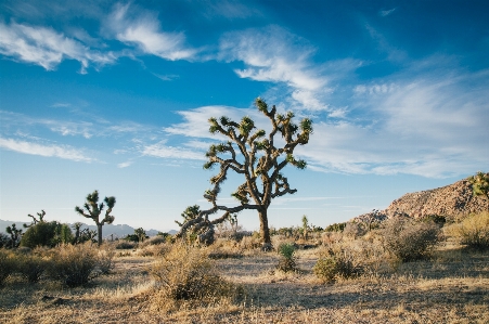 Landscape tree nature grass Photo