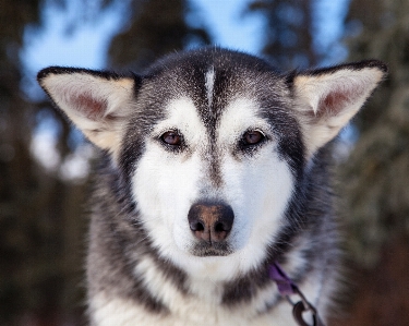 在职的 狗 动物 犬科动物 照片