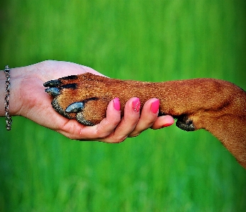 Hand man nature grass Photo