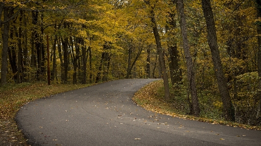 Landscape tree nature forest Photo