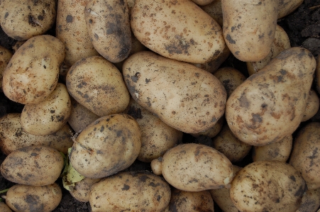 Plant young food harvest Photo