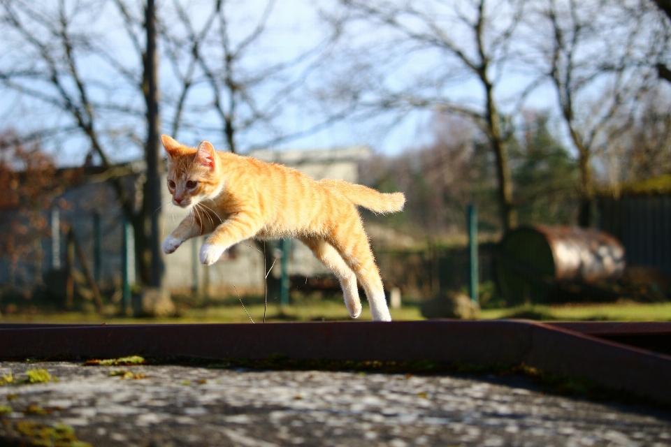 花 子猫 猫 秋