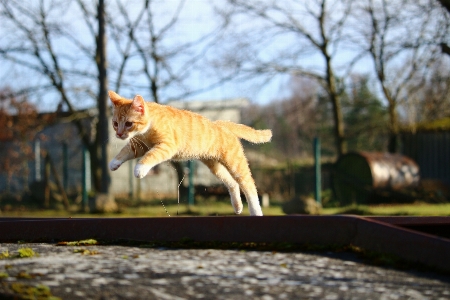 花 小猫 猫 秋天 照片